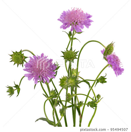Field Scabious Flower isolated on white background. Knautia arvensis. Beautiful blooming bouquet. 95494507
