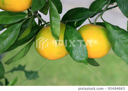 樹上收穫前的橘子 95494663