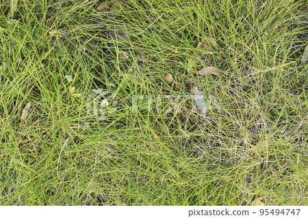 overgrown grass 95494747