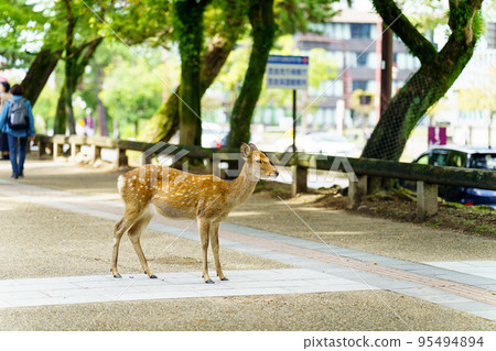 [奈良縣]奈良公園的鹿 95494894