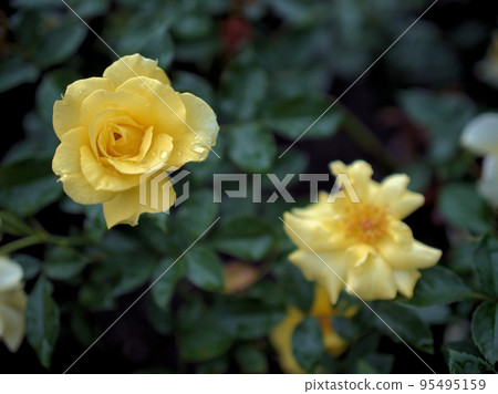 Yellow rose "Lemon Fizz" that bloomed in rainy October Yellow rose "Lemon Fizz" that bloomed in rainy October 95495159