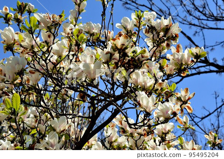 magnolia surangiana alba magnolia surangiana alba 95495204