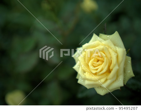 在雨季十月開花的黃玫瑰“Belle Vert” 在雨季十月開花的黃玫瑰“Belle Vert” 95495207