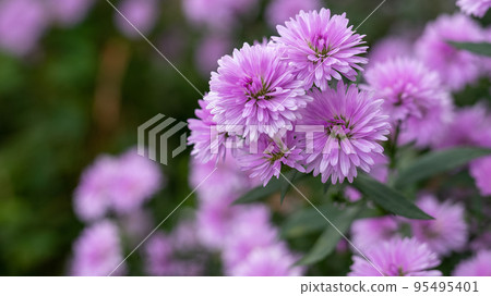 淡紫色,秋花的名字是…… 淡紫色,秋花的名字是…… 95495401