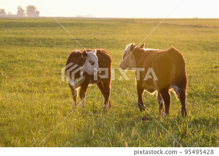 Cattle looking to the camera, Patagonia, Argentina Cattle looking to the camera, Patagonia, Argentina 95495428