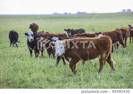 Cattle looking to the camera, Patagonia, Argentina 95495430