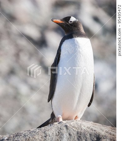 Gentoo Penguin, Neko harbour,Antartica 95495472