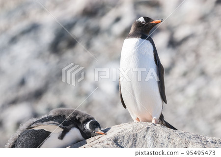 Gentoo Penguin, Neko harbour,Antartica 95495473