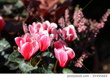 Flower arrangement of garden cyclamen 95495664