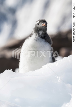 Gentoo Penguin, Neko harbour,Antartica Gentoo Penguin, Neko harbour,Antartica 95495670