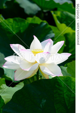 美麗的蓮花“Orochi Densetsu Pond Ancient Lotus”旅遊景點 95495706