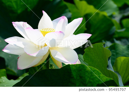 Beautiful lotus flower ``Orochi Densetsu Pond Ancient Lotus'' tourist spot Beautiful lotus flower ``Orochi Densetsu Pond Ancient Lotus'' tourist spot 95495707