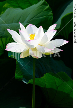 Beautiful lotus flower ``Orochi Densetsu Pond Ancient Lotus'' tourist spot 95495732