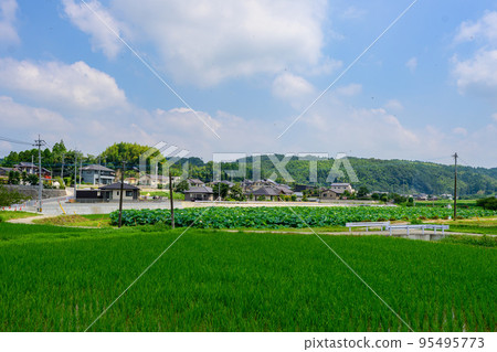 Beautiful lotus flower ``Orochi Densetsu Pond Ancient Lotus'' tourist spot Beautiful lotus flower ``Orochi Densetsu Pond Ancient Lotus'' tourist spot 95495773