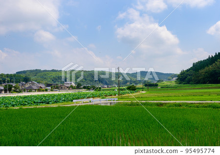 Beautiful lotus flower ``Orochi Densetsu Pond Ancient Lotus'' tourist spot 95495774