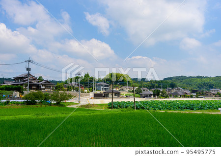 美麗的蓮花“Orochi Densetsu Pond Ancient Lotus”旅遊景點 美麗的蓮花“Orochi Densetsu Pond Ancient Lotus”旅遊景點 95495775