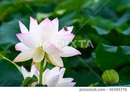 美麗的蓮花“Orochi Densetsu Pond Ancient Lotus”旅遊景點 美麗的蓮花“Orochi Densetsu Pond Ancient Lotus”旅遊景點 95495776