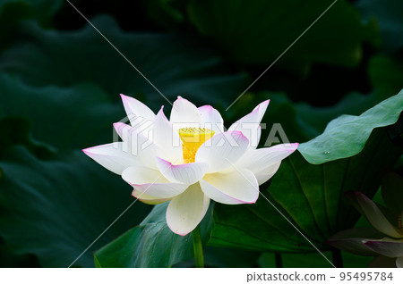 美麗的蓮花“Orochi Densetsu Pond Ancient Lotus”旅遊景點 美麗的蓮花“Orochi Densetsu Pond Ancient Lotus”旅遊景點 95495784