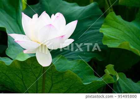Beautiful lotus flower ``Orochi Densetsu Pond Ancient Lotus'' tourist spot Beautiful lotus flower ``Orochi Densetsu Pond Ancient Lotus'' tourist spot 95495800