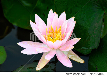 美麗的蓮花“Orochi Densetsu Pond Ancient Lotus”旅遊景點 美麗的蓮花“Orochi Densetsu Pond Ancient Lotus”旅遊景點 95495802