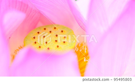 美麗的蓮花“Orochi Densetsu Pond Ancient Lotus”旅遊景點 美麗的蓮花“Orochi Densetsu Pond Ancient Lotus”旅遊景點 95495803