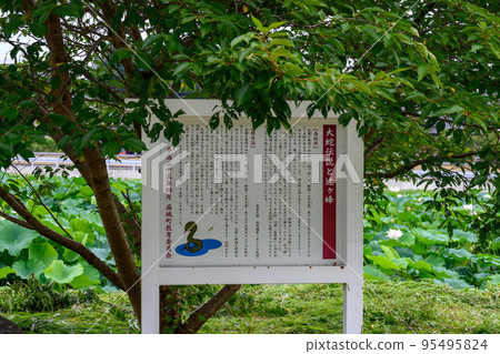 Beautiful lotus flower ``Orochi Densetsu Pond Ancient Lotus'' tourist spot Beautiful lotus flower ``Orochi Densetsu Pond Ancient Lotus'' tourist spot 95495824