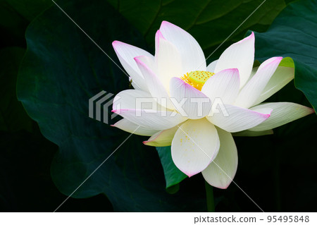 美麗的蓮花“Orochi Densetsu Pond Ancient Lotus”旅遊景點 95495848