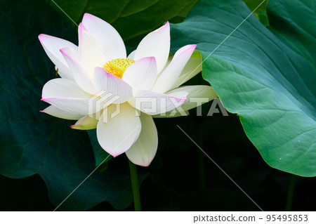 美麗的蓮花“Orochi Densetsu Pond Ancient Lotus”旅遊景點 95495853