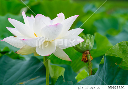 美麗的蓮花“Orochi Densetsu Pond Ancient Lotus”旅遊景點 美麗的蓮花“Orochi Densetsu Pond Ancient Lotus”旅遊景點 95495891