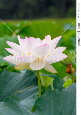 美麗的蓮花“Orochi Densetsu Pond Ancient Lotus”旅遊景點 美麗的蓮花“Orochi Densetsu Pond Ancient Lotus”旅遊景點 95495892