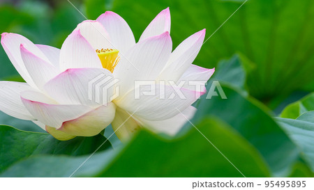 Beautiful lotus flower ``Orochi Densetsu Pond Ancient Lotus'' tourist spot 95495895