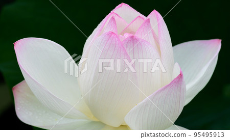 美麗的蓮花“Orochi Densetsu Pond Ancient Lotus”旅遊景點 95495913