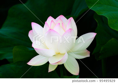 Beautiful lotus flower ``Orochi Densetsu Pond Ancient Lotus'' tourist spot Beautiful lotus flower ``Orochi Densetsu Pond Ancient Lotus'' tourist spot 95495929