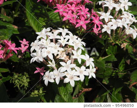 庫薩桑坦卡花 庫薩桑坦卡花 95496050