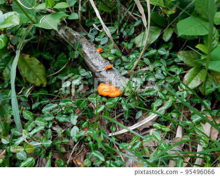 Matsushima Hiirotake Orange Mushroom 95496066