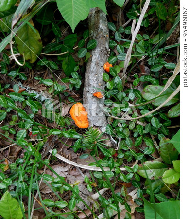 Matsushima Hiirotake Orange Mushroom 95496067