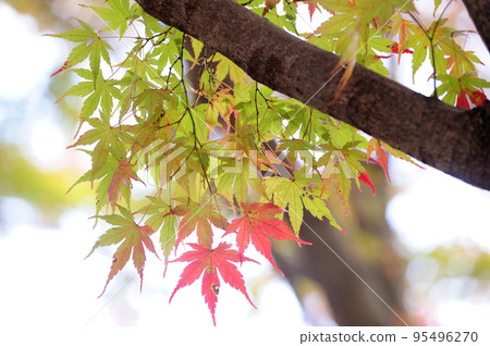 在秋天的開始 95496270