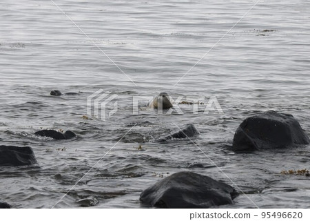 [Iceland] Fur seals at Etree Tanger 95496620