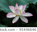 漂浮在水的蓮花 95496646