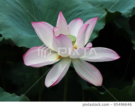 漂浮在水的蓮花 漂浮在水的蓮花 95496646