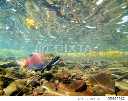 秋季屈斜路湖 Kokanee 鮭魚的水下攝影 95496682