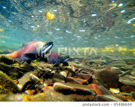 秋季屈斜路湖 Kokanee 鮭魚的水下攝影 95496684