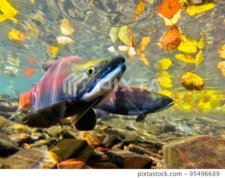 Underwater photography of Kokanee salmon in Lake Kussharo in autumn Underwater photography of Kokanee salmon in Lake Kussharo in autumn 95496689