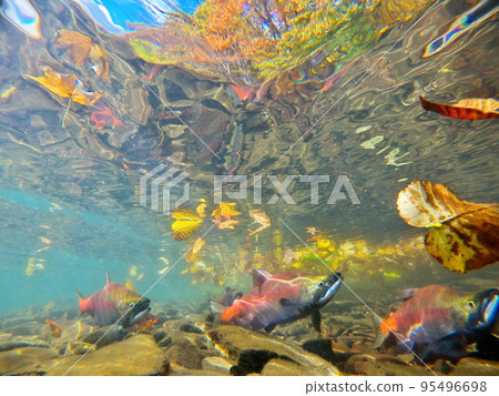 秋季屈斜路湖 Kokanee 鮭魚的水下攝影 95496698