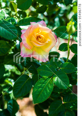 Rose   95496778