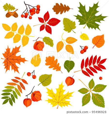 Autumn leaves set. Autumn leaves set. 95496928