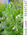 green sprouts of young flowering peas in the garden. 95497147