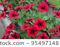 beautiful red-purple petunia with green leaves in the garden 95497148