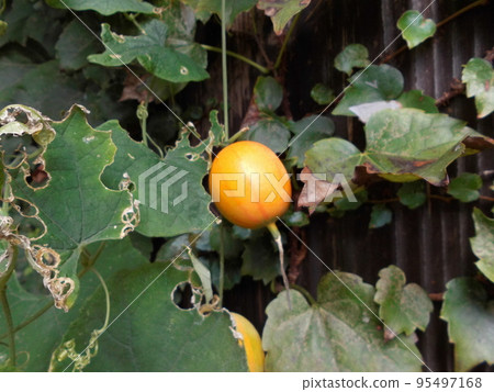 Yellow, oval-shaped fruits growing on a vine against a backdrop of a corrugated iron wall. Yellow, oval-shaped fruits growing on a vine against a backdrop of a corrugated iron wall. 95497168