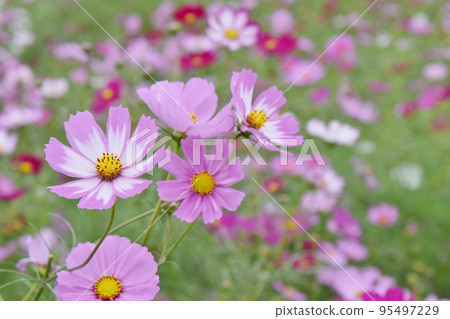 Cosmos field Chiba 95497229